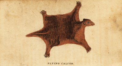 Filippinsk flygende lemur, Cynocephalus volans., 1800 (gravering) av Peter Simon Pallas