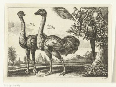 To strutser Diversarum avium arter (serietittel) Forskjellige fugler (serietittel) av Peter van Liesebetten