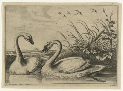To svaner Diversarum avium arter (serietittel) Diverse fugler (serietittel) av Peter van Liesebetten