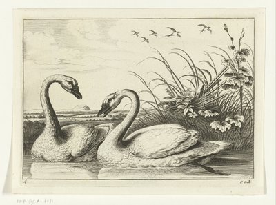 to svaner Diversarum avium arter (serietittel) Forskjellige fugler (serietittel) av Peter van Liesebetten