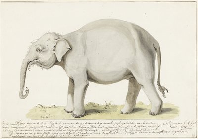 Stående elefant, til venstre av Petrus Camper