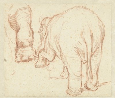 Stående elefant, bakfra og ett ben av Petrus Camper