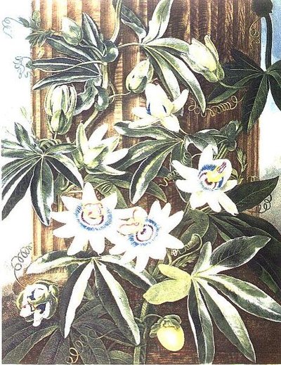 The Blue Passion Flower, gravert av Caldwell, fra 