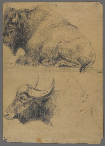 Bison og hode av vannbøffel (grafitt på papir) av Philip H. Wolfrom