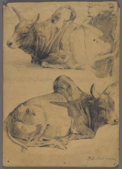 Brahman-okser (grafitt på papir) av Philip H. Wolfrom