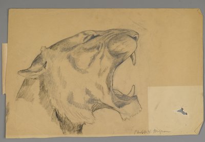 Hodet til en brølende løve (grafitt og kull på papir) av Philip H. Wolfrom