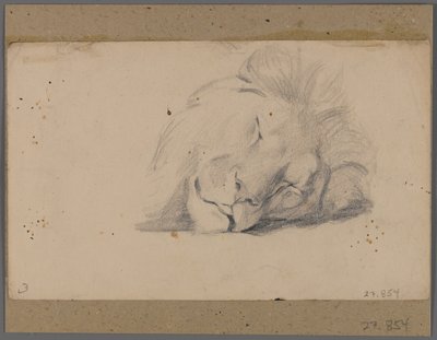 Hodet til en sovende løve (grafitt på papir festet til vindusmatten) av Philip H. Wolfrom