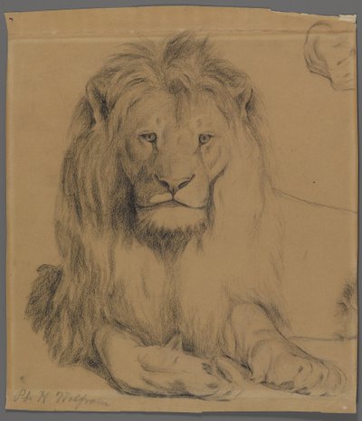 Løve (grafitt på papir) av Philip H. Wolfrom