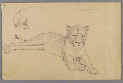 Sittende løvinne (grafitt på papir) av Philip H. Wolfrom