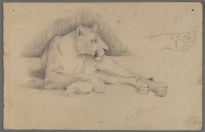 Sittende løvinne (grafitt på papir) av Philip H. Wolfrom