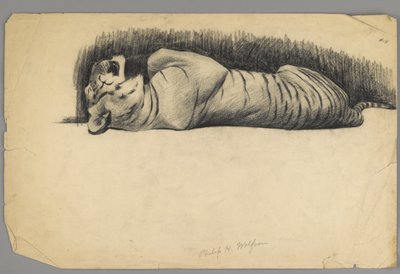 Sovende tiger (kull på papir) av Philip H. Wolfrom