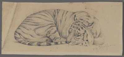 Sovende tiger (grafitt på papir) av Philip H. Wolfrom