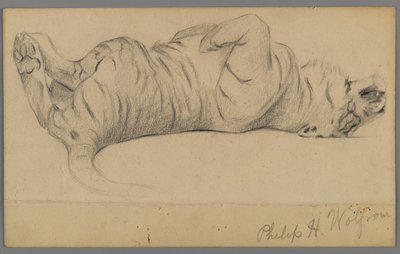 Sovende tiger (grafitt på papir) av Philip H. Wolfrom