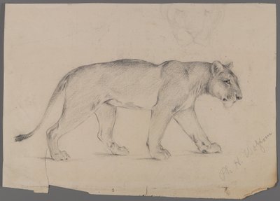 Striding løvinne (grafitt på papir) av Philip H. Wolfrom