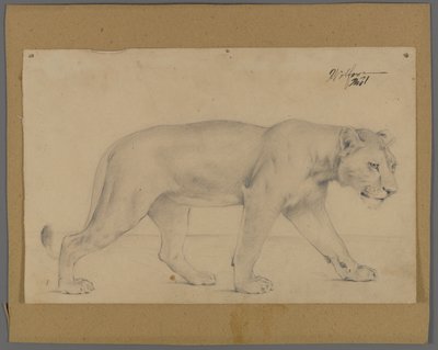 Striding løvinne (grafitt på papir montert på papp) av Philip H. Wolfrom