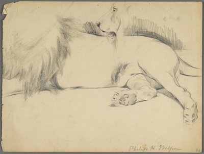 Studier av en løve (grafitt på papir) av Philip H. Wolfrom