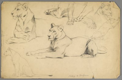 Studier av en løvinne (grafitt og kull på papir) av Philip H. Wolfrom