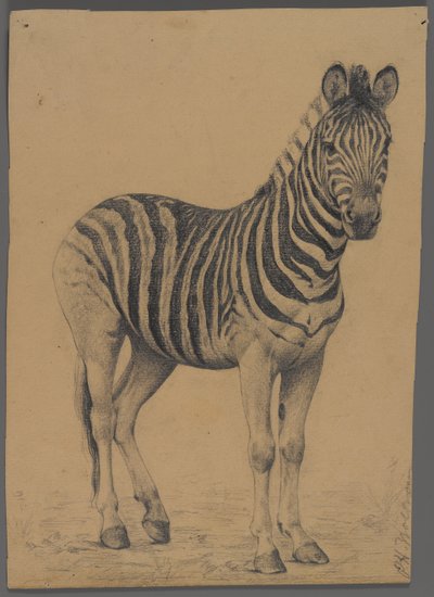 Zebra (grafitt på papir) av Philip H. Wolfrom