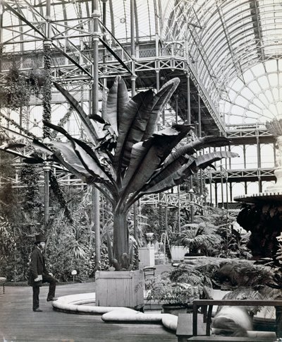 Tropiske planter i det egyptiske rommet, Crystal Palace, Sydenham, London, 1854 av Philip Henry Delamotte