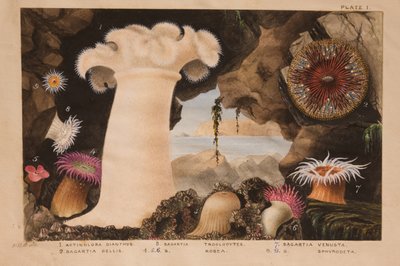 Plate I, studie for 