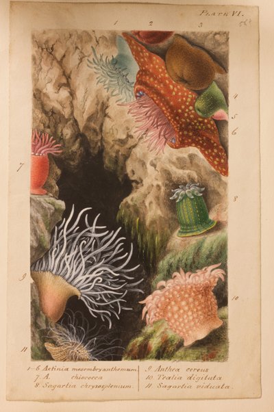 Plate VI, studie for 