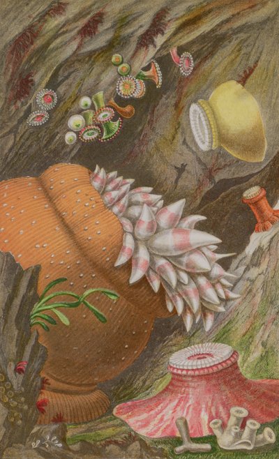 The Crimson Imperial, the Yellow Imperial and the Globehorn, plate IX fra Actinologia Britannica: A History of the British Sea Anemones and Corals, 1860 (chromolitho) av Philip Henry Gosse