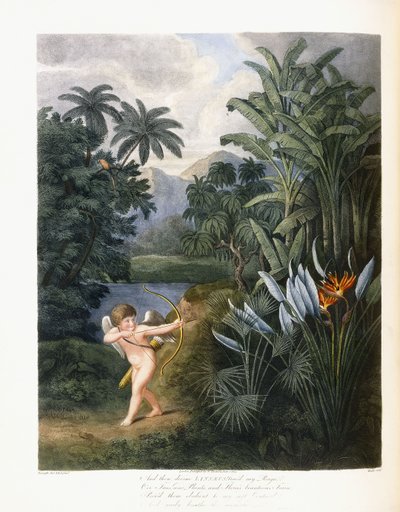 Og så guddommelige Linné, ca. 1796-1807 av Philip Reinagle