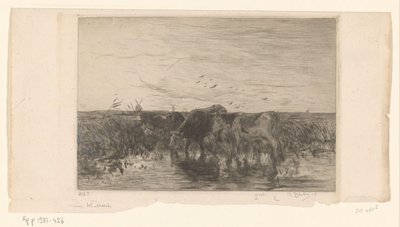 Kyr nær vann i en eng Vaches au bord de l