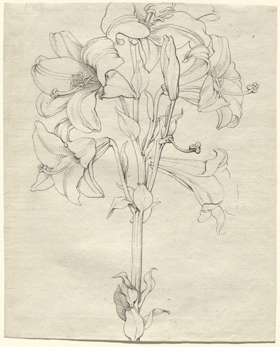 En stilk av liljer med seks blomster av Philipp Otto Runge