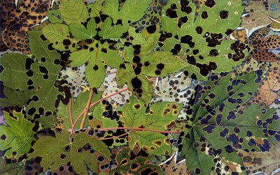 Autumn Leaves, av Philippe Robert, Robert Ried-utgaver av Philippe Robert