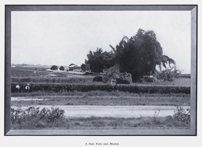 En Cane Farm i nærheten av Mackay (s/hv-bilde) av Photographer Australian
