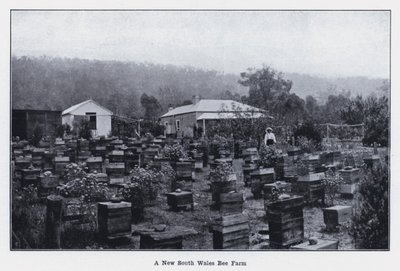 A New South Wales Bee Farm (s/hvitt bilde) av Photographer Australian
