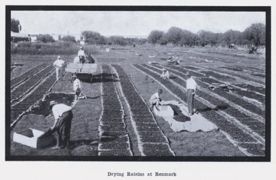 Tørking av rosiner på Renmark (s/hvitt bilde) av Photographer Australian