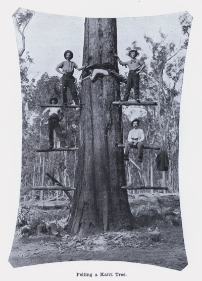 Felling av et Karri-tre (s/hvitt-bilde) av Photographer Australian