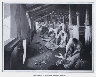 Håndklipping i et Riverina Woolshed, Merribee (s/hvitt-bilde) av Photographer Australian