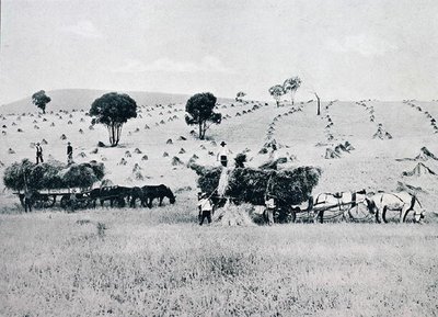 Harvesting, New South Wales, ca. 1900, fra `Under the Southern Cross - Glimpses of Australia