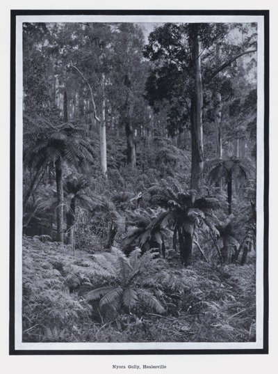Nyora Gully, Healesville (s/hvitt bilde) av Photographer Australian
