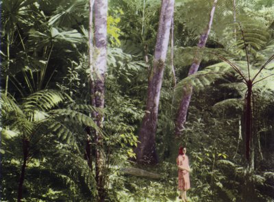 Queensland, Australia: Tropical Jungle (bilde) av Photographer Australian