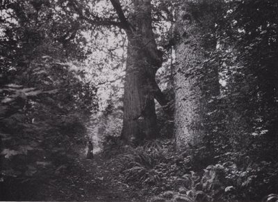 Forest Giants, Stanley Park, Vancouver (s/hv-bilde) av Photographer Canadian