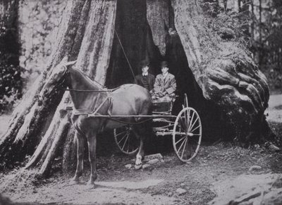 The Big Tree, Stanley Park, Vancouver (s/hvitt bilde) av Photographer Canadian