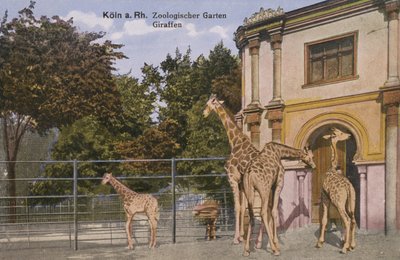 Köln Zoo, Giraffer (bilde) av Photographer German