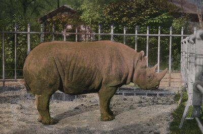Köln Zoo, neshorn (bilde) av Photographer German