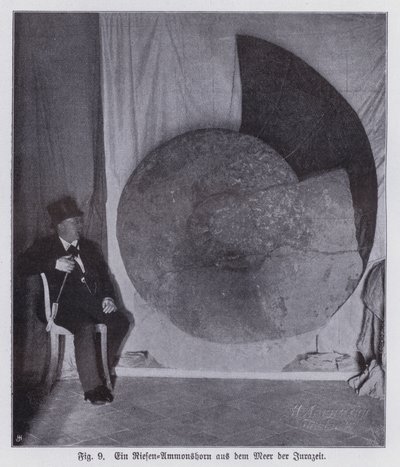 Fossil av en gigantisk ammonitt, marin skapning fra juraperioden (s/hvitt-bilde) av Photographer German