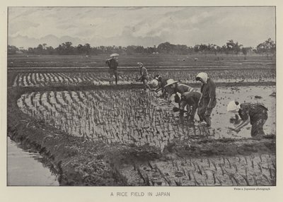 Et risfelt i Japan (s/hvitt bilde) av Photographer Japanese