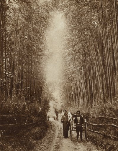 Bamboo Grove, Japan (s/hvitt bilde) av Photographer Japanese