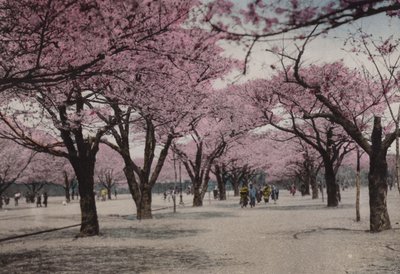 Japan, ca. 1912: Kirsebærblomstring i Uyeno-parken, Tokyo (bilde) av Photographer Japanese