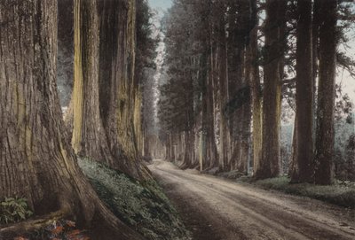Japan, ca. 1912: Cryptomeria Road, Nikko (bilde) av Photographer Japanese