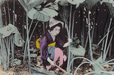 Japan, ca. 1912: Enorm myrrabarbra, vill plante, Akita (bilde) av Photographer Japanese