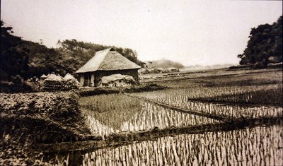 Rismarker i Japan av Photographer Japanese