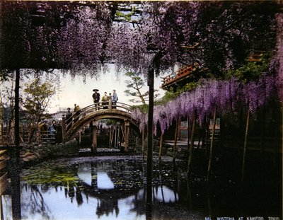 Wisteria i en hage ved Kameido, ca. 1900 (farget bilde) av Photographer Japanese